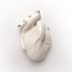 Cuore Anatomico Bianco