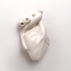 Cuore Anatomico Bianco